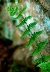 Woodsia obtusa (Spreng.) Torr. ssp. obtusa