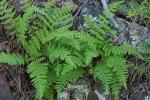 Woodsia appalachiana T.M.C. Taylor