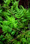 Lorinseria areolata (L.) Presl