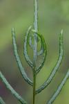 Lorinseria areolata (L.) Presl