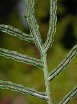 Lorinseria areolata (L.) Presl