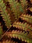Anchistea virginica (L.) Presl