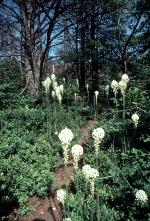 Xerophyllum asphodeloides (L.) Nutt.