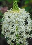 Xerophyllum asphodeloides (L.) Nutt.