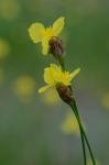 Xyris caroliniana Walter