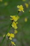 Xyris caroliniana Walter