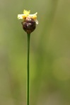 Xyris jupicai L.C.Richard
