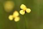 Xyris jupicai L.C.Richard