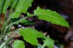 Youngia japonica (L.) DC.