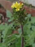 Youngia japonica (L.) DC.