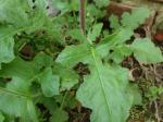 Youngia japonica (L.) DC.