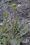 Youngia japonica (L.) DC.