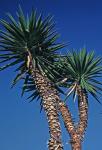 Yucca aloifolia L.