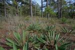Yucca filamentosa L.