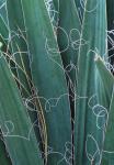Yucca filamentosa L.