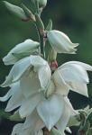 Yucca filamentosa L.