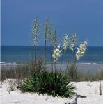 Yucca filamentosa L.