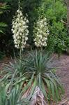 Yucca flaccida Haworth