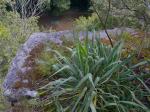 Yucca flaccida Haworth