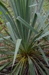 Yucca flaccida Haworth