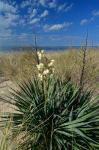 Yucca gloriosa L.