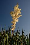 Yucca gloriosa L.