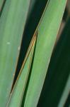 Yucca gloriosa L.