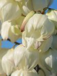Yucca gloriosa L.
