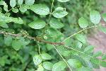 Zanthoxylum americanum P. Mill.