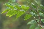 Zanthoxylum americanum P. Mill.
