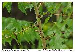 Zanthoxylum clava-herculis L.