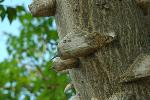 Zanthoxylum clava-herculis L.