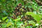 Zanthoxylum clava-herculis L.