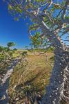 Zanthoxylum clava-herculis L.