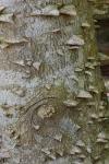 Zanthoxylum clava-herculis L.
