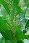 Zea mays L. ssp. mays