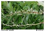 Zenobia pulverulenta (Bartr. ex Willd.) Pollard