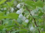 Zenobia pulverulenta (Bartr. ex Willd.) Pollard