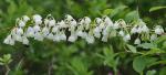 Zenobia pulverulenta (Bartr. ex Willd.) Pollard
