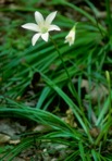 Zephyranthes atamasco (L.) Herbert