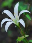 Zephyranthes atamasco (L.) Herbert