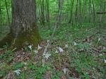Zephyranthes atamasco (L.) Herbert