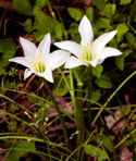 Zephyranthes atamasco (L.) Herbert