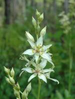Zigadenus glaberrimus Michx.