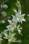 Zigadenus glaberrimus Michx.