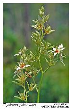 Zigadenus glaberrimus Michx.