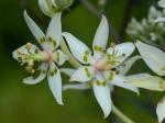 Zigadenus glaberrimus Michx.