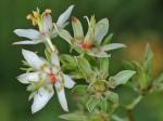 Zigadenus glaberrimus Michx.