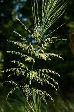 Zizania aquatica L. var. aquatica