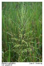 Zizania aquatica L. var. aquatica
